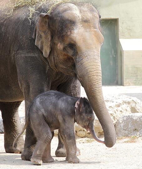 Die erste Schritte im Freien: Der Baby-Elefant im Außengehege.