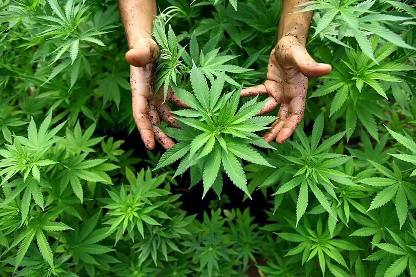 Dieses Foto zeigt Cannabis Pflanzen, aus denen auch Marihuana hergestellt wird.