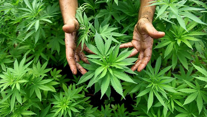 Dieses Foto zeigt Cannabis Pflanzen, aus denen auch Marihuana hergestellt wird. Dieses Foto zeigt Cannabis Pflanzen, aus denen auch Marihuana hergestellt wird.