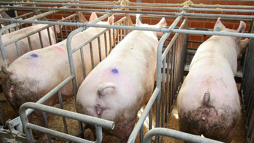 Schweine stehen auf einem Bauernhof in Niedersachsen in einem konventionellen Kastenstall.