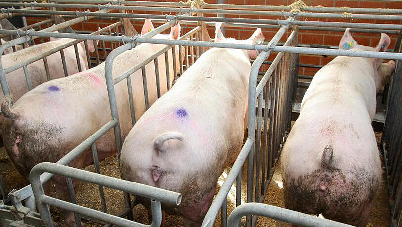 Schweine stehen auf einem Bauernhof in Niedersachsen in einem konventionellen Kastenstall. Schweine stehen auf einem Bauernhof in Niedersachsen in einem konventionellen Kastenstall.