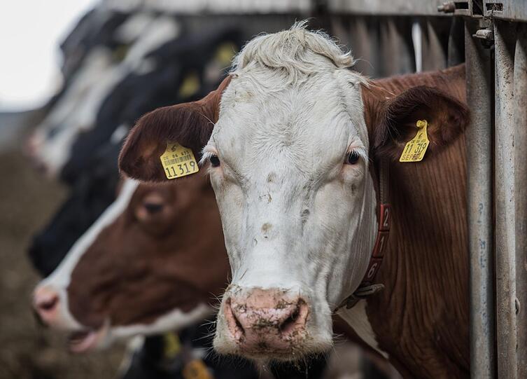 Derzeit kostet der Liter Milch in der Produktion die deutschen Landwirte rund 26 Cent.