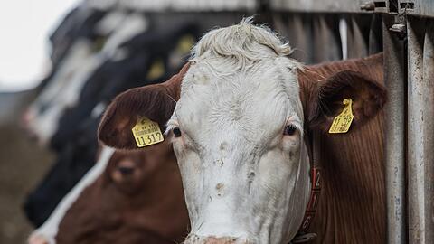 Derzeit kostet der Liter Milch in der Produktion die deutschen Landwirte rund 26 Cent.