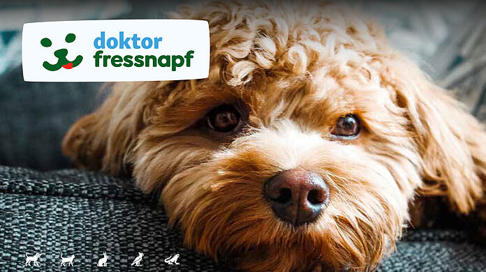 Sofortige Gewissheit dank deinem Online-Tierarzt.