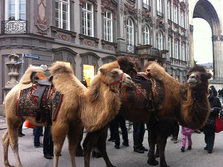 Hier zogen ein paar der Kamele in die Innenstadt.