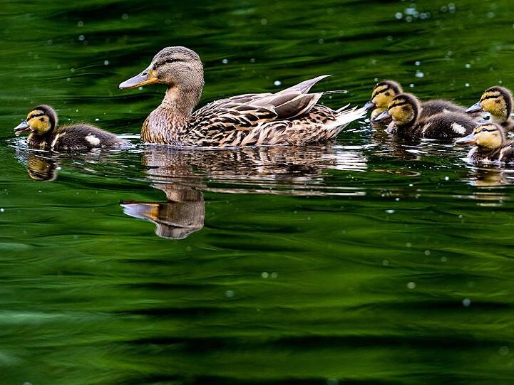 Eine Ente schwimmt mit ihren Küken im Wasser. Foto: Peter Steffen/Archiv