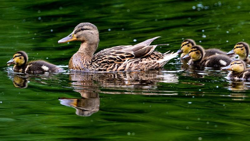 Eine Ente schwimmt mit ihren Küken im Wasser. Foto: Peter Steffen/Archiv Eine Ente schwimmt mit ihren Küken im Wasser. Foto: Peter Steffen/Archiv