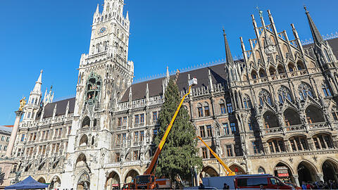 Bilder vom Christbaum-Aufbau am Marienplatz: Seit Montagmorgen steht die 30-Meter-Fichte im Herzen der Stadt.