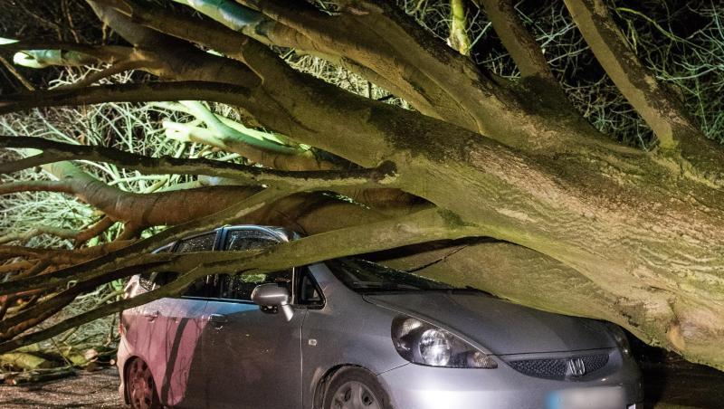 Ein umgestürzter Baum liegt auf einem Parkplatz auf einem Auto. Foto: Daniel Bockwoldt/dpa Ein umgestürzter Baum liegt auf einem Parkplatz auf einem Auto. Foto: Daniel Bockwoldt/dpa