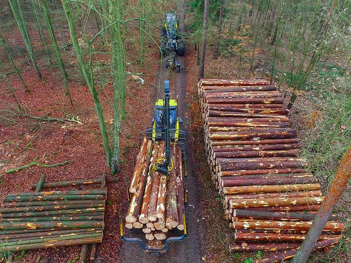 Im vergangenen Jahr wurden deutschlandweit 64,4 Millionen Festmeter Holz eingeschlagen.