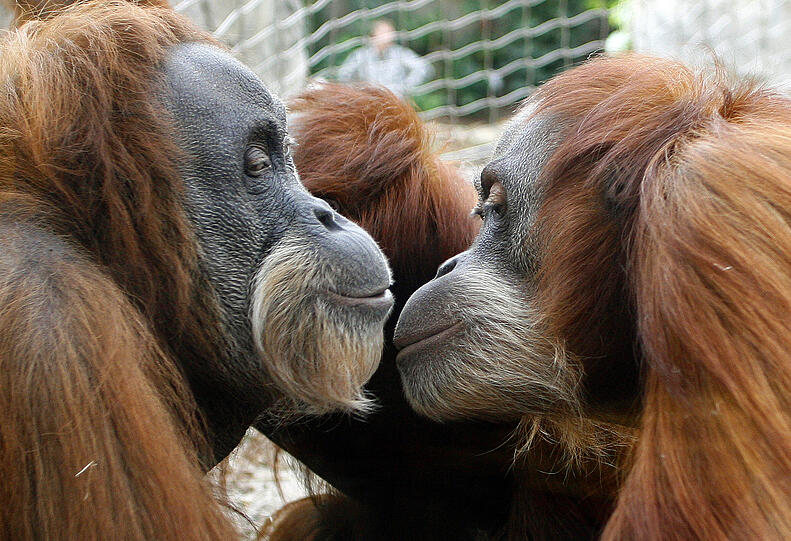 Orang-Utans im Tierpark Hellabrunn.
Foto: dpa