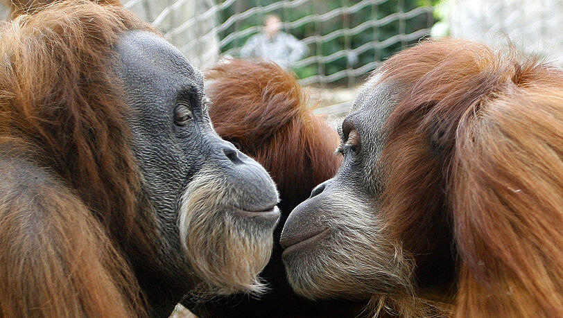Orang-Utans im Tierpark Hellabrunn.
Foto: dpa Orang-Utans im Tierpark Hellabrunn.
Foto: dpa