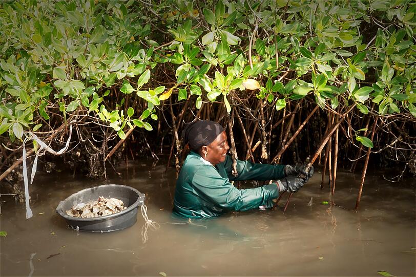 Die Muschelsammlerinnen im Senegal müssen schnell sein: Sie suchen bei Ebbe nach Austern. Die Muschelsammlerinnen im Senegal müssen schnell sein: Sie suchen bei Ebbe nach Austern.