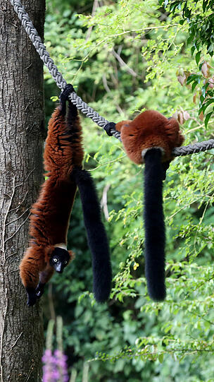 Weitere Bilder vom Foto-Spaziergang durch den Tierpark Hellabrunn am Donnerstagabend.