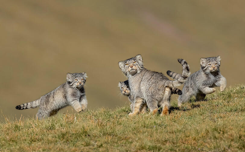 Shanyuan Li aus China hat mit dieser seltenen Aufnahme einer Pallaskatzen-Familie in der Kategorie "Verhalten: Säugetiere" gewonnen. Sechs Jahre lang hat der Fotograf versucht, ein Foto dieser scheuen Katzenart im Hochland von Tibet zu schießen. Die Tiere sind vor allem in der Dämmerung aktiv und meist allein unterwegs. Im Moment der Aufnahme hatte die Mutter die Jungtiere gerade vor einem Fuchs in der Nähe gewarnt.