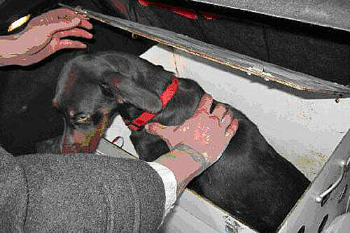 Diesen kleinen Hund fanden die Polizisten in der Kiste.