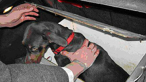 Diesen kleinen Hund fanden die Polizisten in der Kiste. Diesen kleinen Hund fanden die Polizisten in der Kiste.