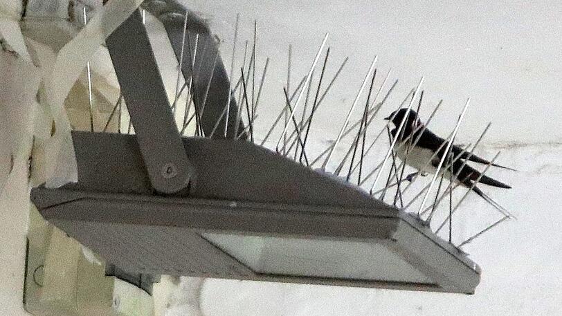 Nistplätze in der Nähe von Geschäften sind nicht gerne gesehen, weil sich Schwalben immer wieder in die Läden verfliegen.