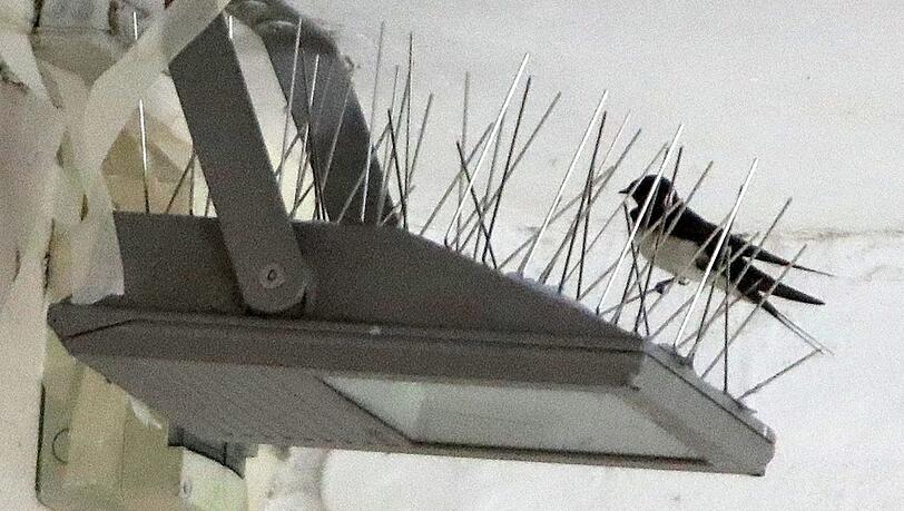 Nistplätze in der Nähe von Geschäften sind nicht gerne gesehen, weil sich Schwalben immer wieder in die Läden verfliegen. Nistplätze in der Nähe von Geschäften sind nicht gerne gesehen, weil sich Schwalben immer wieder in die Läden verfliegen.