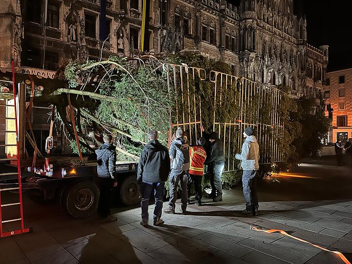 Nach 60 Kilometern Reise kam die Tanne vor dem Neuen Rathaus an.