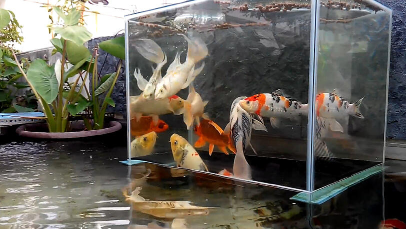 Auch Fische wollen etwas von der Welt sehen - deshalb hat dieser Teichbesitzer ihnen einen Aussichtsturm gebaut. Auch Fische wollen etwas von der Welt sehen - deshalb hat dieser Teichbesitzer ihnen einen Aussichtsturm gebaut.