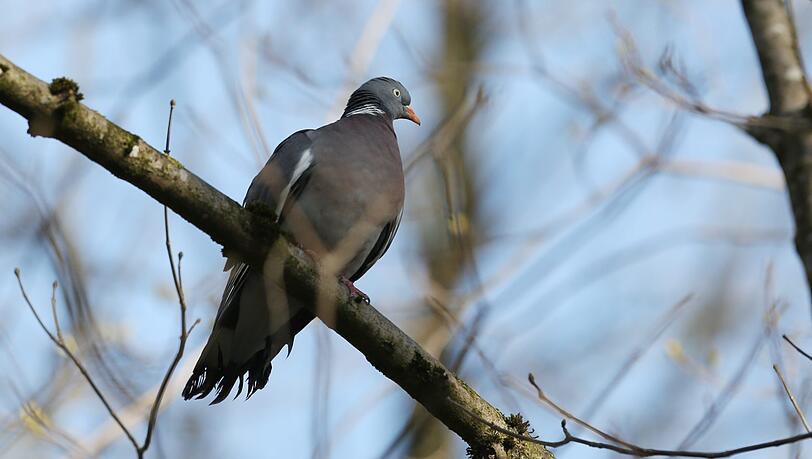 Seltener Vogel: die Ringeltaube.