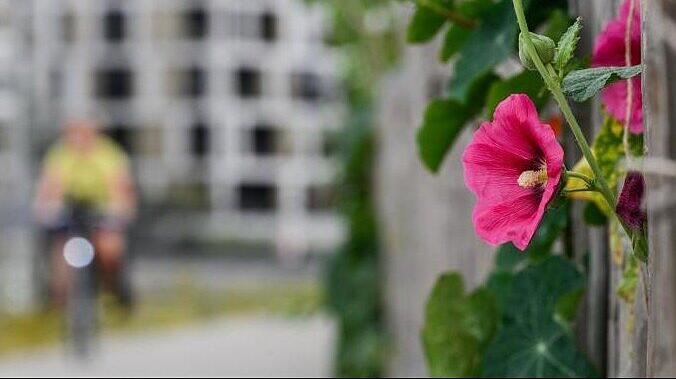 Urban Gardening erfreut sich zunehmender Beliebtheit.