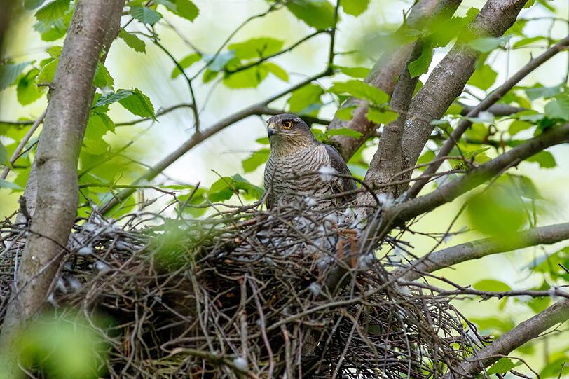Auch der Sperber zieht sich gerne in den Wald zurück, wo er sich selbst gut tarnen und zugleich reichlich Beute machen kann. Das Typische an Sperbers Flugbahn ist, dass dabei eine Wellenform entsteht, weil er zwischen Flügelbewegungen und Gleiten wechselt. Auch der Sperber zieht sich gerne in den Wald zurück, wo er sich selbst gut tarnen und zugleich reichlich Beute machen kann. Das Typische an Sperbers Flugbahn ist, dass dabei eine Wellenform entsteht, weil er zwischen Flügelbewegungen und Gleiten wechselt.