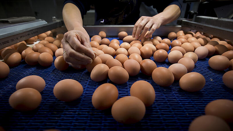 Eier auf dem Förderband einer Hühnerfarm in Merksplas (Belgien). Mehr als 40 Länder sind inzwischen von dem Finopril-Skandal betroffen.