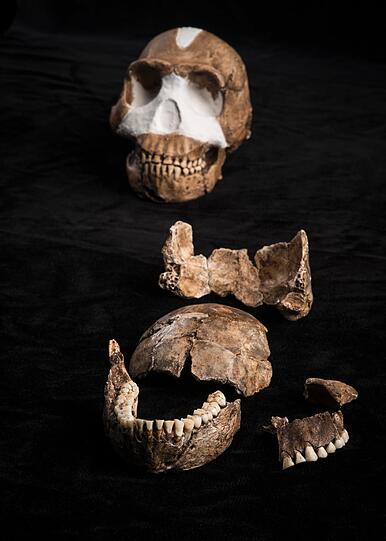 Fossilien des Frühmenschen Homo naledi (undatierte Aufnahme). Die Fossilien wurden in Südafrika gefunden. Wann er genau lebte, ist noch unklar.