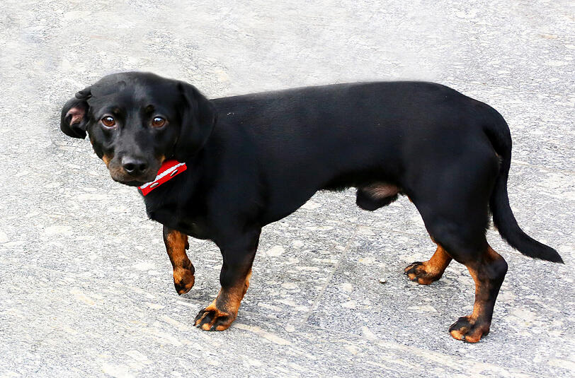 Noch völlig verstört: der ausgesetzte Dackel-Mischling, den die Pfleger im Tierheim "Lucky" genannt haben.