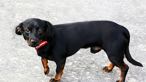 Noch völlig verstört: der ausgesetzte Dackel-Mischling, den die Pfleger im Tierheim "Lucky" genannt haben.