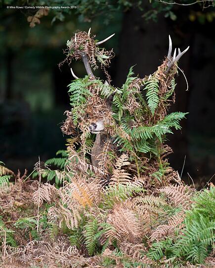 "Deer - What Deer?"