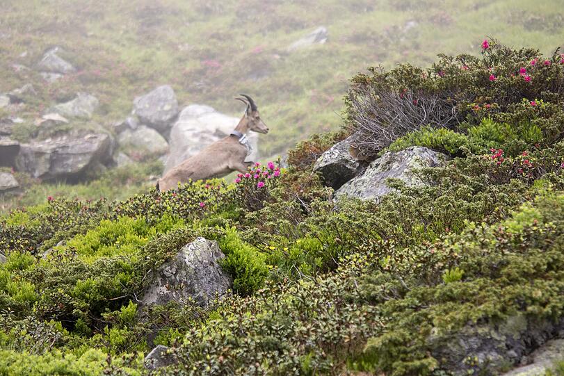 In den Tiroler Alpen wurden erstmals seit 2001 wieder Steinböcke aus dem Tierpark Hellabrunn ausgewildert.