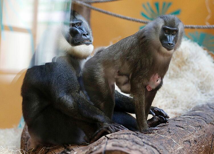 Bilder vom neuen Drill-Baby im Tierpark Hellabrunn