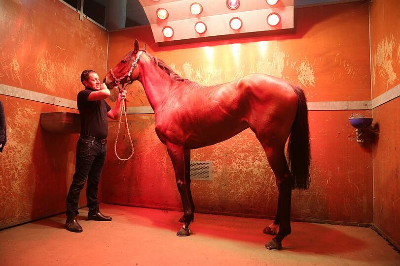 Wellness-Box: John Hillis mit einem Pferd im Solarium unter der Wärmelampe.