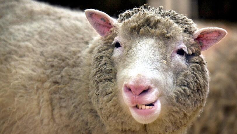 Schafe gibt's in München im Sommer live zu sehen. Am Fröttmaninger Berg können Kinder die Tiere samt Schäfer im Englischen Garten begleiten. Schafe gibt's in München im Sommer live zu sehen. Am Fröttmaninger Berg können Kinder die Tiere samt Schäfer im Englischen Garten begleiten.