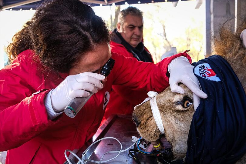 In Sofia kümmerte sich ein Ärzteteam um eines der schwer angeschlagenen Tiere.