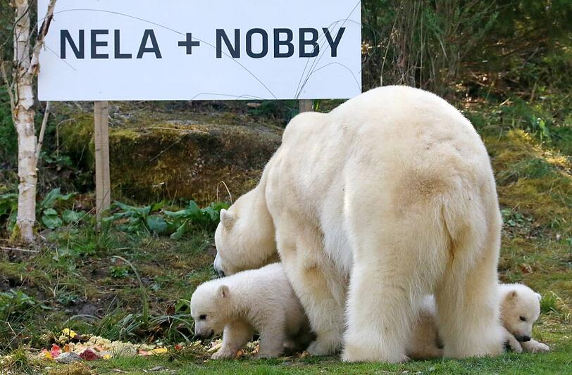 Ein Plakat verriet am Montag die Namen der Eisbären-Babys.