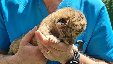 Ein Tierarzt hält das Liger-Baby aus demZoo von Zaharesti, nahe der Stadt Suceava, im Nordosten Rumäniens. Es wurde Mitte Mai geboren.
