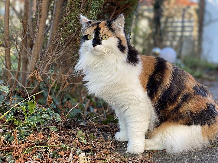 Bella