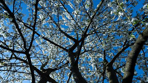 Der Ostersonntag beginnt vielerorts sonnig.