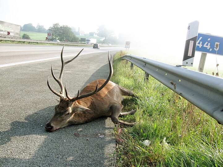 Das traurige Ende des Zehnenders: Der tote Hirsch auf der A8 am Irschenberg.
Foto: Reisner