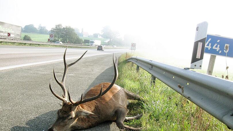 Das traurige Ende des Zehnenders: Der tote Hirsch auf der A8 am Irschenberg.
Foto: Reisner Das traurige Ende des Zehnenders: Der tote Hirsch auf der A8 am Irschenberg.
Foto: Reisner