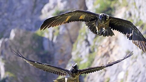 Die beiden ersten ausgewilderten Bartgeier "Wally" und "Bavaria" fliegen im Nationalpark Berchtesgaden.