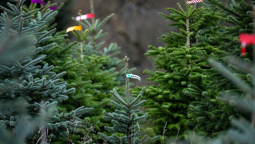 In Bayern wachsen die meisten Christbäume in eigens angelegten Kulturen. (Symbolbild) In Bayern wachsen die meisten Christbäume in eigens angelegten Kulturen. (Symbolbild)