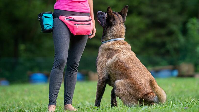 Klassisches Hundetraining ist nicht f&uuml;r jedes Tier eine gute L&ouml;sung.