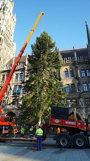 Stück für Stück wird der Mega-Baum aufgerichtet.