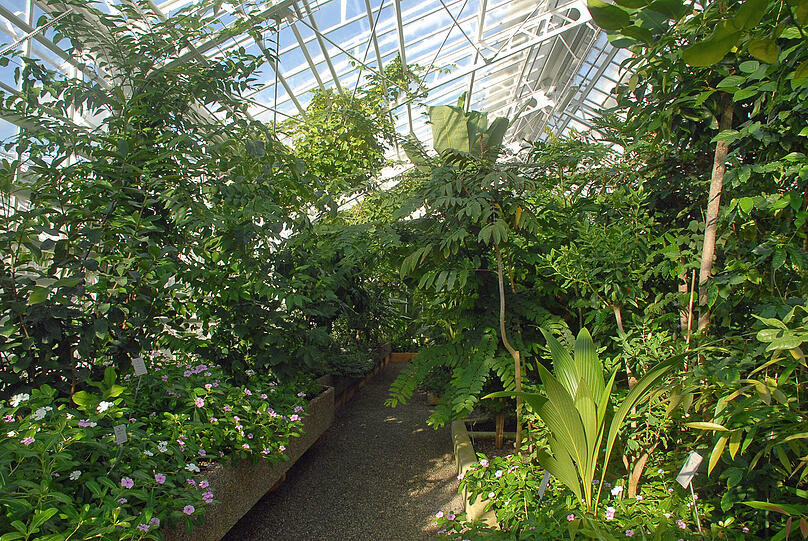 Die Schaugewächshäuser im Botanischen Garten sind wieder fürs Publikum geöffnet - auch mit vielen tropischen Nutzpflanzen.