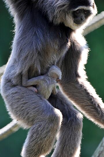 Silbergibbon-Mama Pangrango mit ihrem Baby